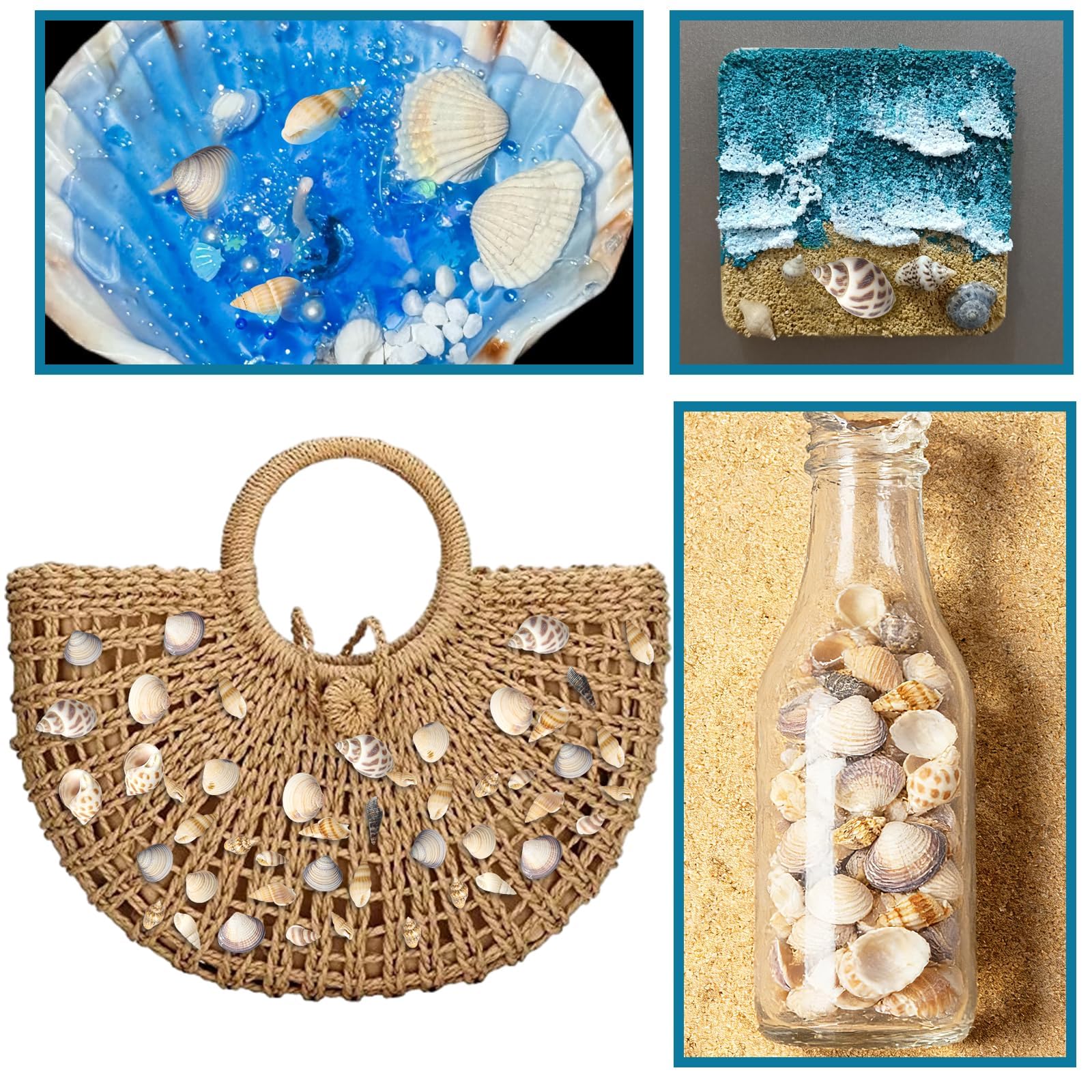 4 pack box of seashells 550pcs total