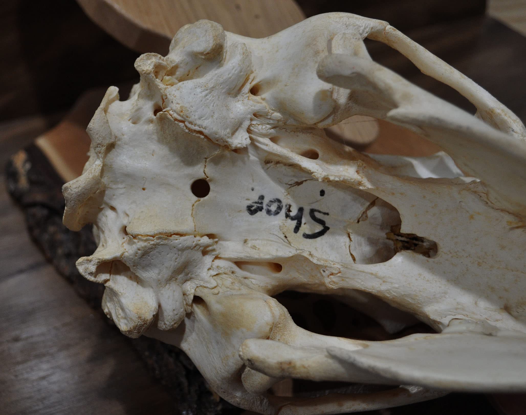 Trophy bear skull display on wood plaque