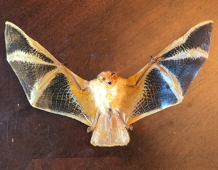 Unique hanging display of Kerivoula picta bat