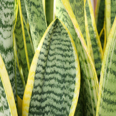 Air purifying indoor plant from Altman Plants