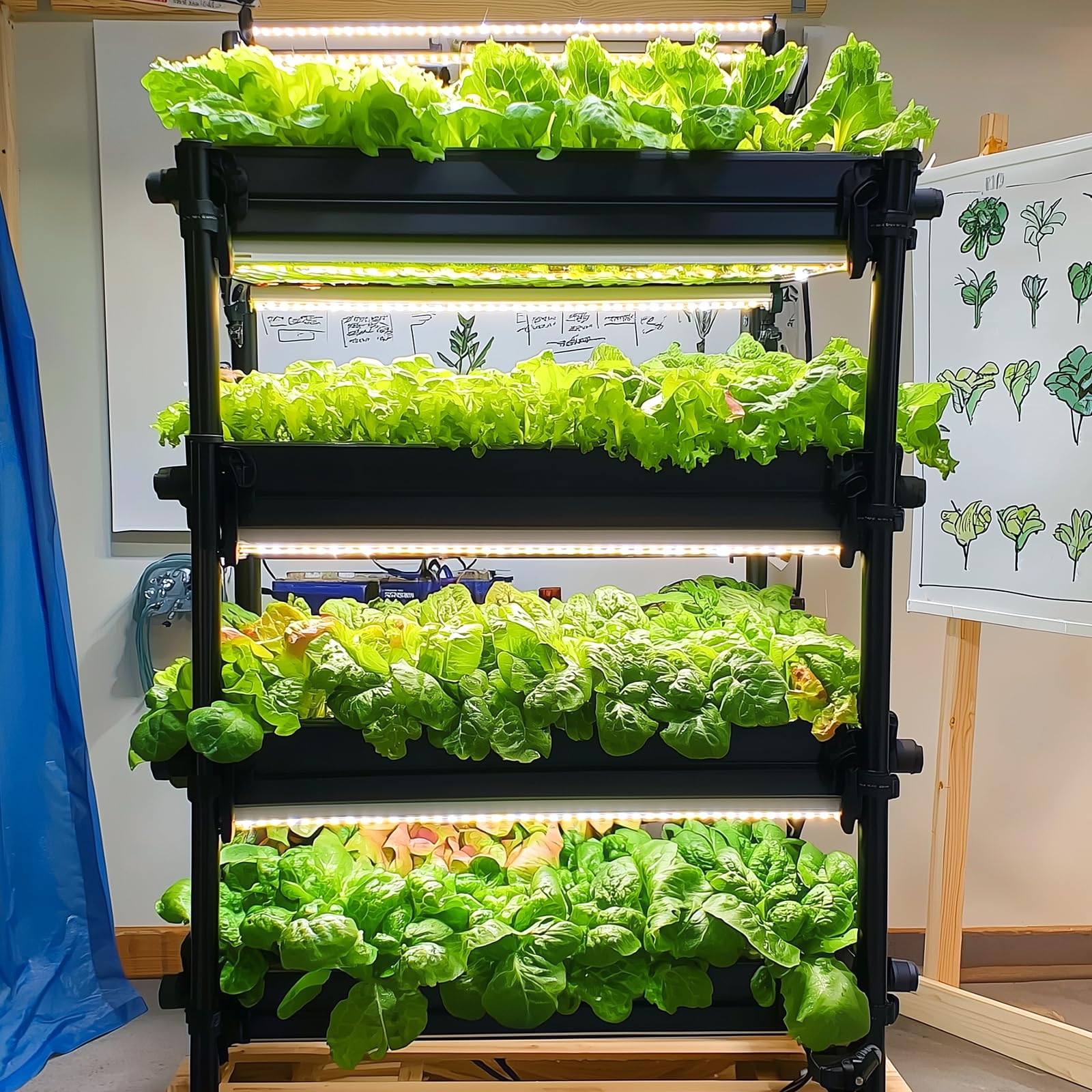 Lettuce seeds Waldmanns variety from 20,000+ Lettuce Seeds collection
