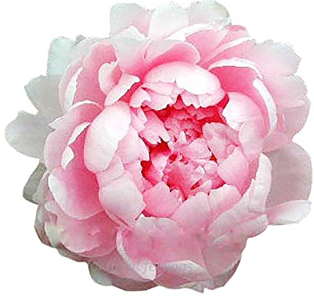 Walter Faxon Double Pink Peony bare root plant