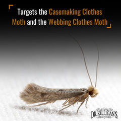 Pheromone lure attracting male moths in traps