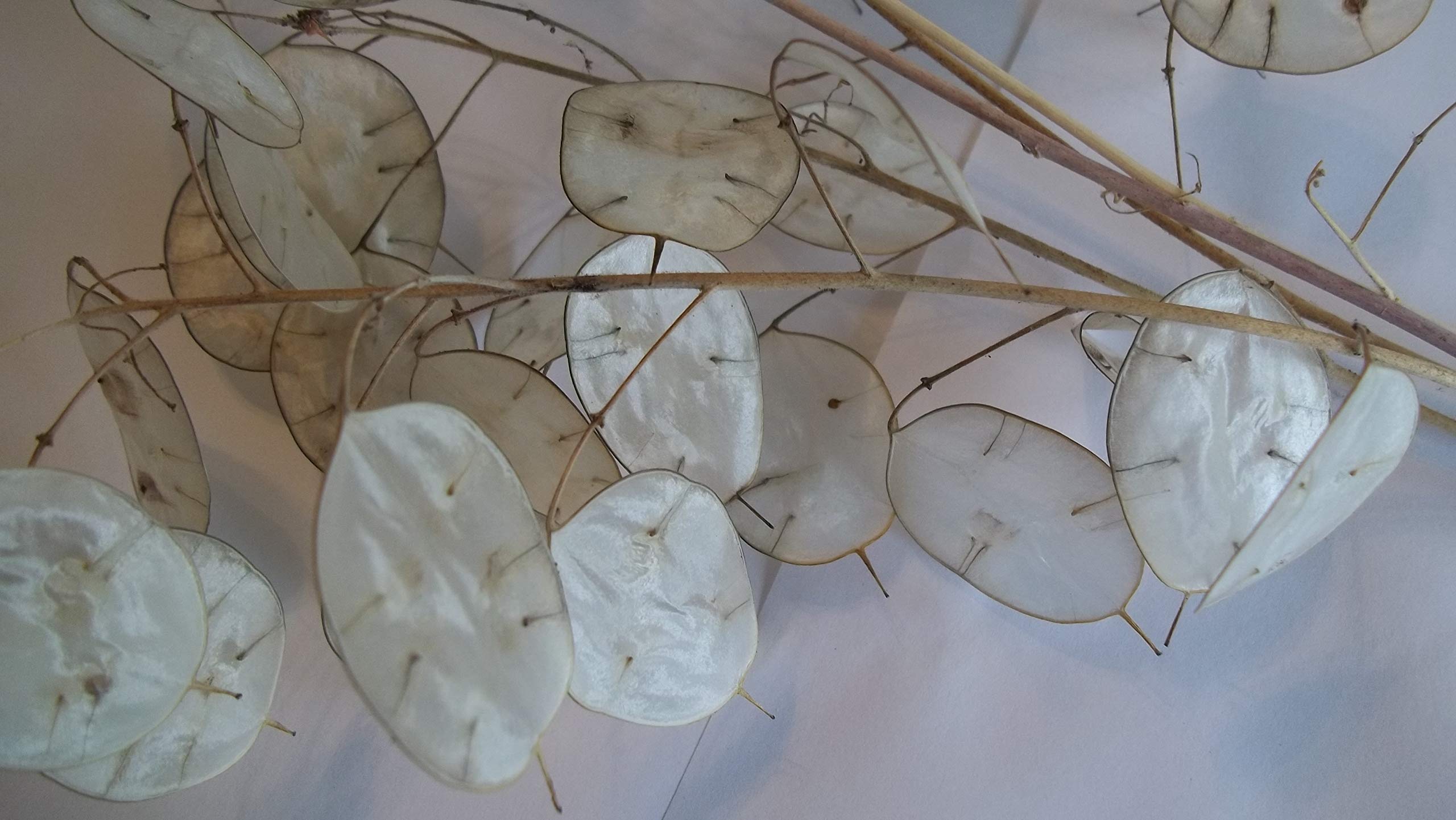 Lunaria stems suitable for wreaths and centerpieces