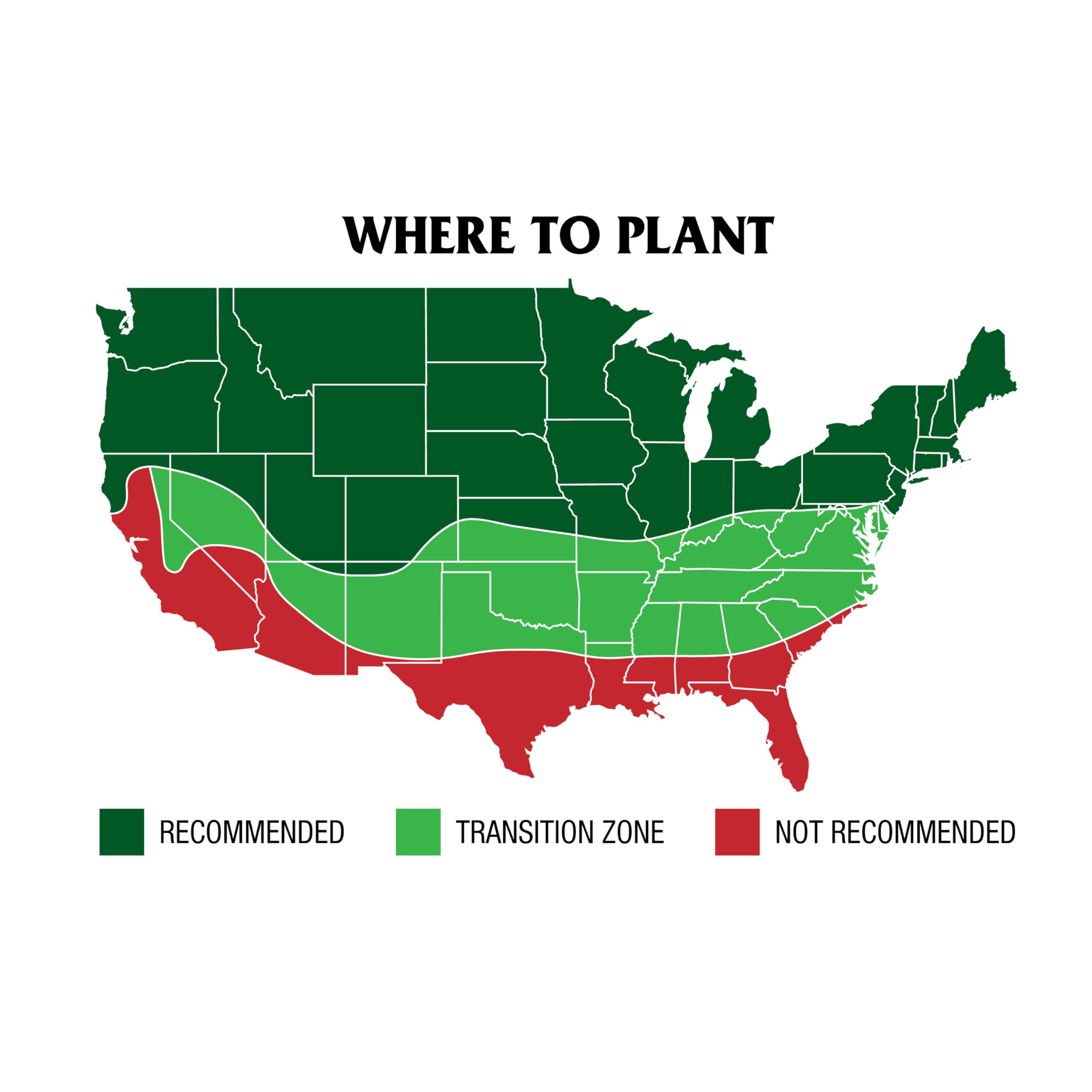 Dark green color with a medium-to-fine texture grass seed