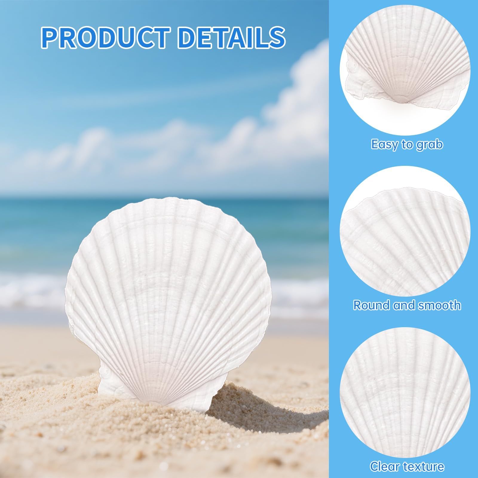 white natural scallop shells 4-5 inches