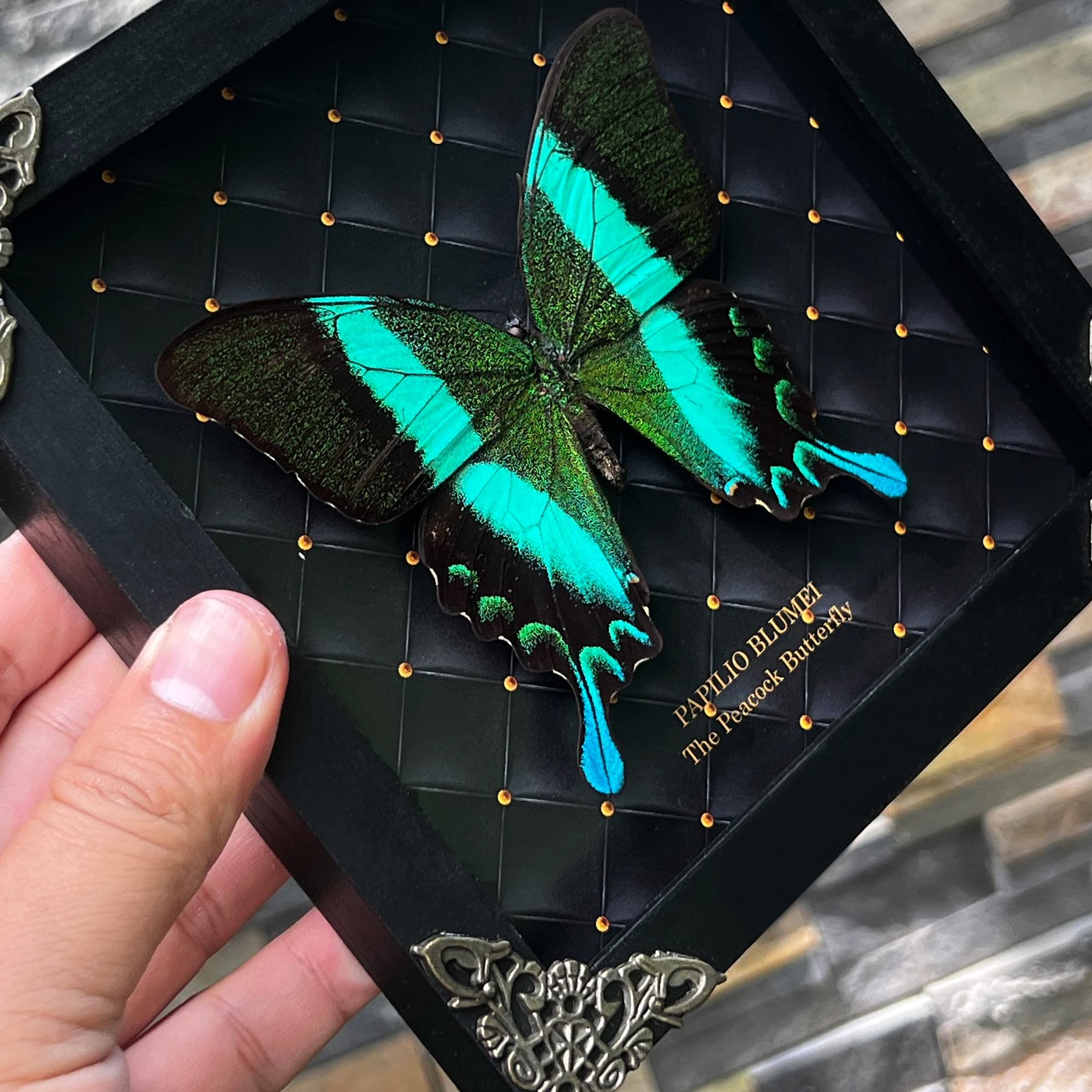 Witchy K16-23-NE framed butterfly in a shadow box