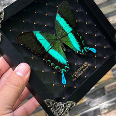 Witchy K16-23-NE framed butterfly in a shadow box