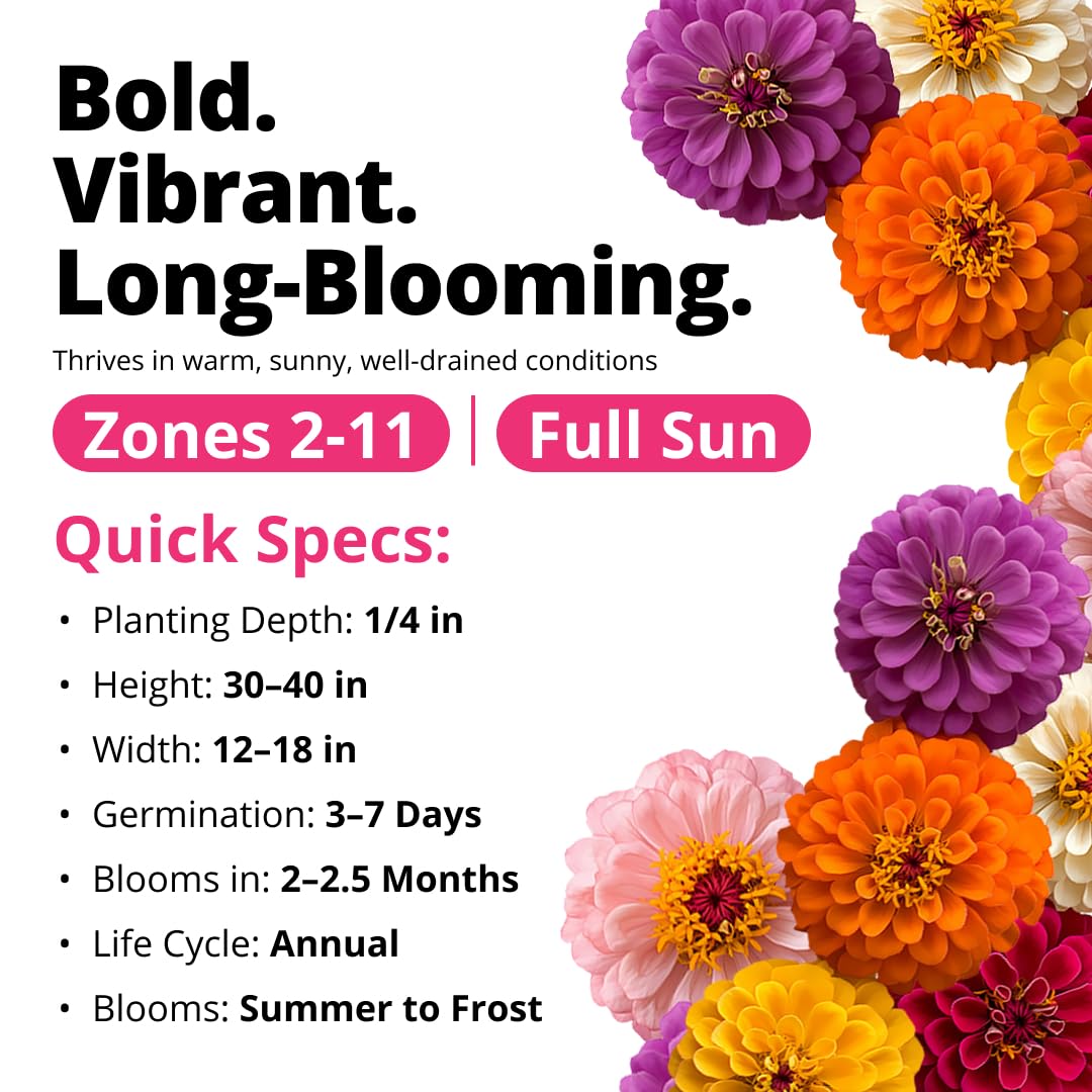 Zinnia Dahlia seeds for cut flowers and bouquets