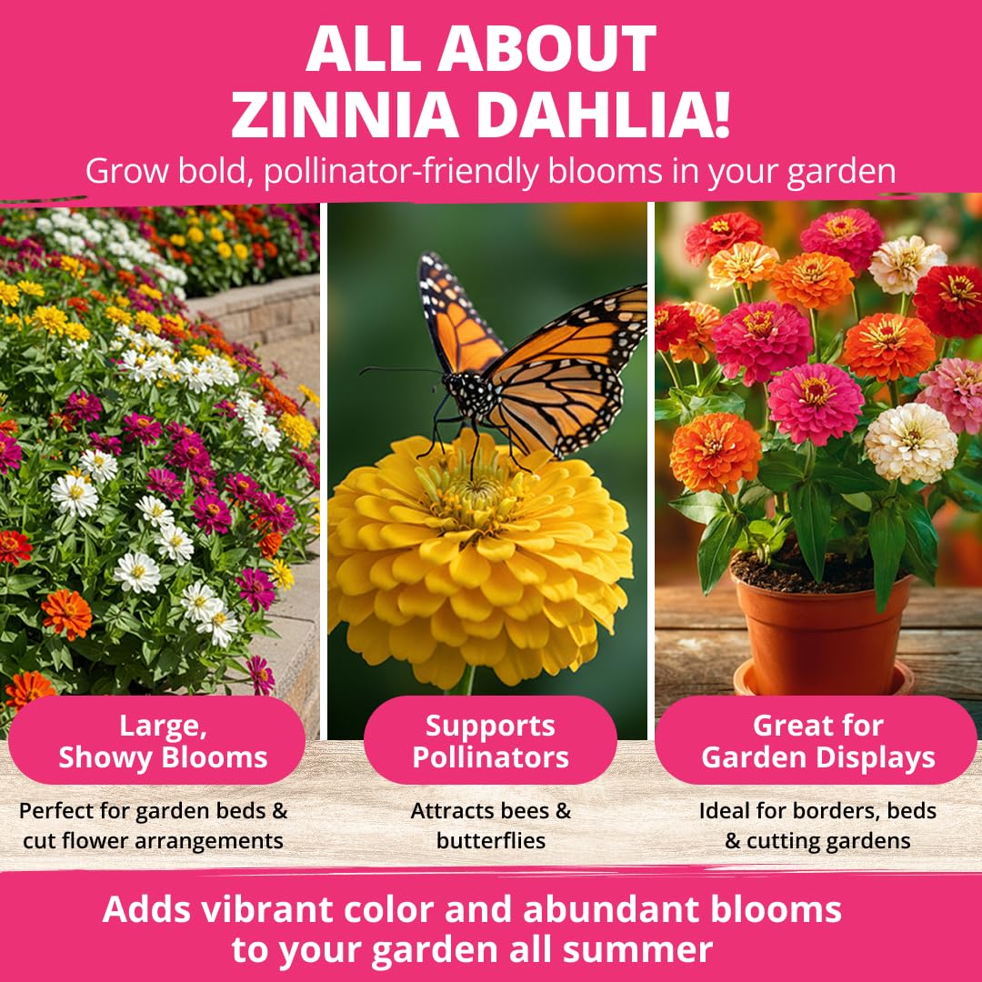 Large seed pack for garden coverage 524 seeds