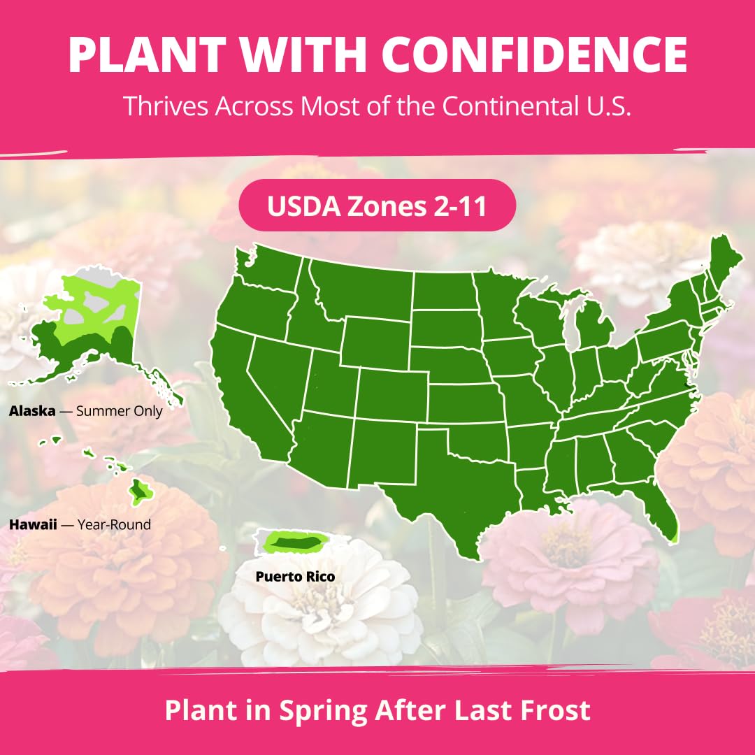 Beginner friendly zinnia seeds for family projects