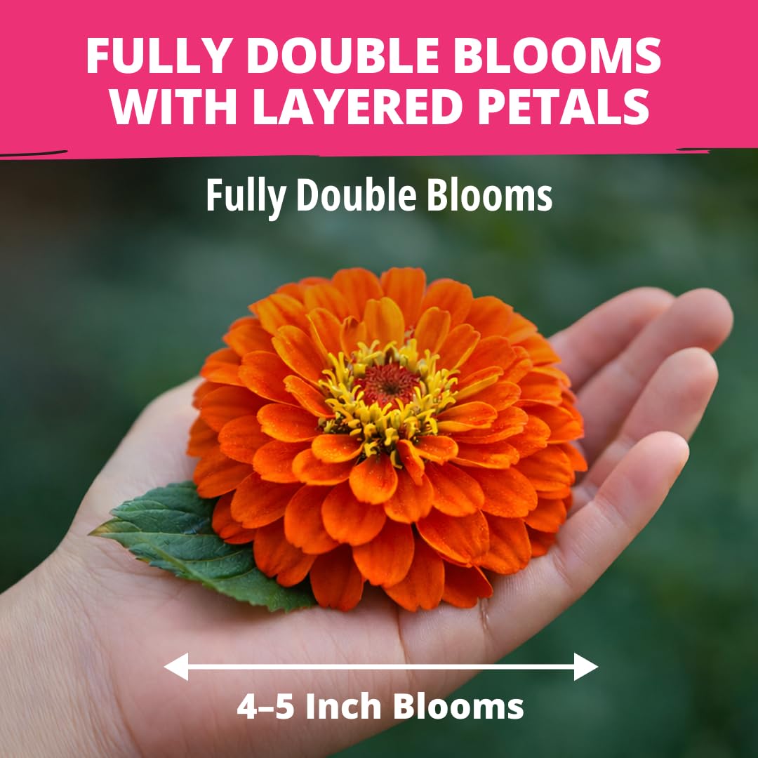 Zinnia Dahlia seeds 524 pack for borders beds and containers